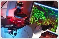 Multiplex Immunofluorescence Expands the Molecular Resolution of Clinical Pathology