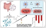 New Fluorescent Nanosensor Enables Rapid, First-of-Its-Kind Detection of Key Gut Health Biomarker