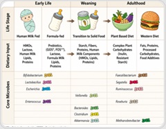 Synthetic gut communities reveal how diet rewires the microbiome
