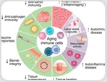 Aging immune cells may explain why autoimmunity rises later in life