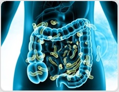Gut microbes emerge as potential players in estrogen-driven cancers