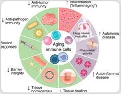 Aging immune cells may explain why autoimmunity rises later in life