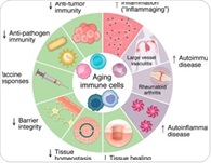 Aging immune cells may explain why autoimmunity rises later in life