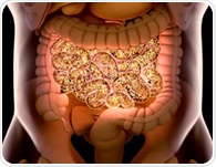 Nine gut bacteria linked to future type 2 diabetes risk