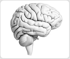 Study reveals how glial cells regulate brain injury and recovery