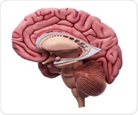 Study reveals how adolescent brain remodeling reshapes memory retrieval