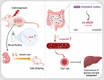 Cold-exposed mothers pass metabolic protection to male rat offspring through milk