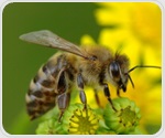 New Study Shows Larval Honey Bees Rely Entirely on Taste Rather Than Olfaction