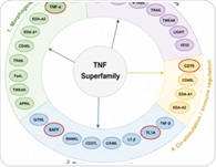 The role of TNFSF trimers in next-generation therapeutics