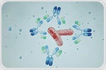 How Therapeutic Monoclonal Antibodies Are Engineered, Manufactured, and Characterized