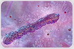 Tough Bacterial Spores Unlock New Bioengineering Frontiers