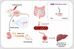 Cold-exposed mothers pass metabolic protection to male rat offspring through milk