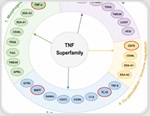 The role of TNFSF trimers in next-generation therapeutics