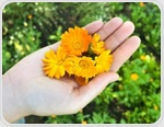 This edible flower could do more than brighten a plate