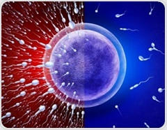 Study links higher body fat to lower sperm counts despite normal BMI