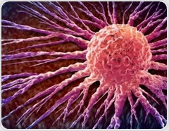 Thymulin curbs age-related inflammation and slows breast tumors in mice