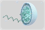 Salt-loaded nanoparticles help deliver fragile gene therapies into cells