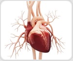 Scientists uncover cellular mechanism behind congenital heart defects