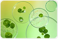 New discovery advances sustainable production of plant-based medicines