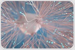 Light-field microscopy enables snapshot volumetric imaging of fast neural activit