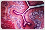 Deep-learning tissue clocks reveal how organs age and leave disease-linked signals in blood