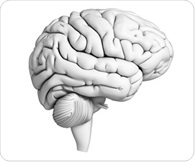 Scientists create brain organoids with distinct cortical regional identity
