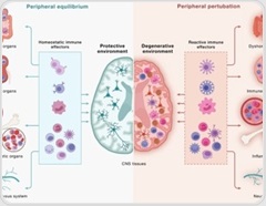 Disrupted brain-immune signaling may help drive neurodegeneration