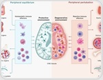 Disrupted brain-immune signaling may help drive neurodegeneration