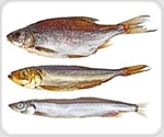 Food waste used to produce vital omega-3 fatty acids
