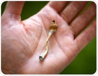 Psilocybin may make the brain more organized than scientists expected