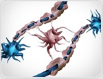 Faulty myelin-making brain cells may help drive cognitive decline with age