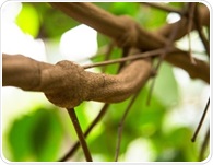 A study of ayahuasca users found a mental health pattern researchers cannot yet explain