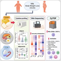 Refined starch activates immune pathways after low-carb weight loss