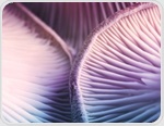 A study of more than 21,000 adults found an unusual link between psilocybin and diet