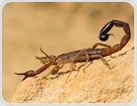 Could scorpion venom inspire new treatments for liver disease?