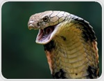 Researchers mine cobra toxins to uncover a membrane-disrupting antimicrobial peptide