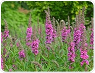 Could this flowering plant help people lose body fat?