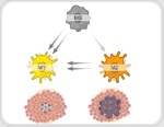Advancing target discovery with pooled CRISPR screening in macrophages