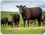 Beef can fit into healthy diets, but what about its environmental cost?