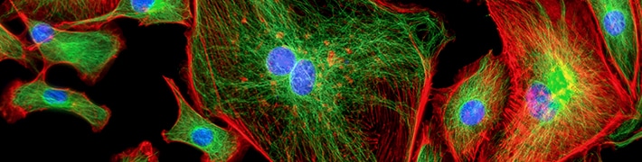 Fluorescence tile image