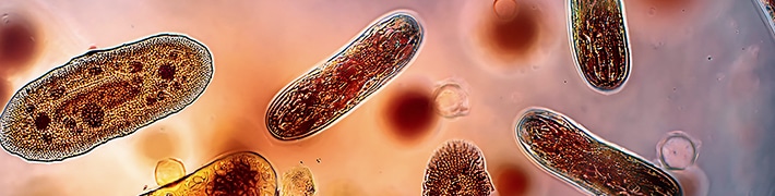 Life Science Microscopy tile image